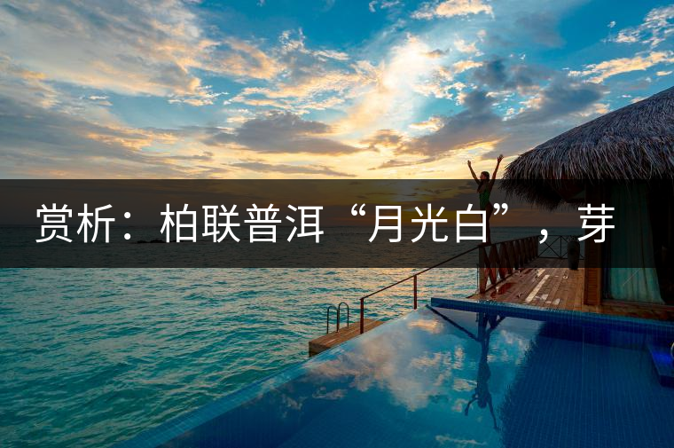 賞析：柏聯(lián)普洱“月光白”，芽白葉黑香甜四溢