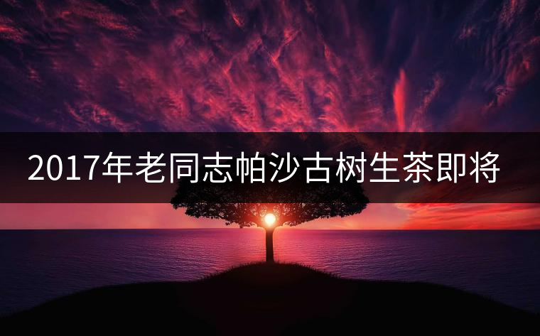 2017年老同志帕沙古樹生茶即將上市 2017年老同志帕沙古樹生茶即將上市