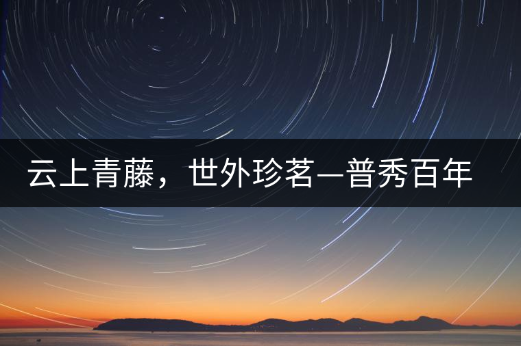 云上青藤，世外珍茗—普秀百年藤條茶即將上市