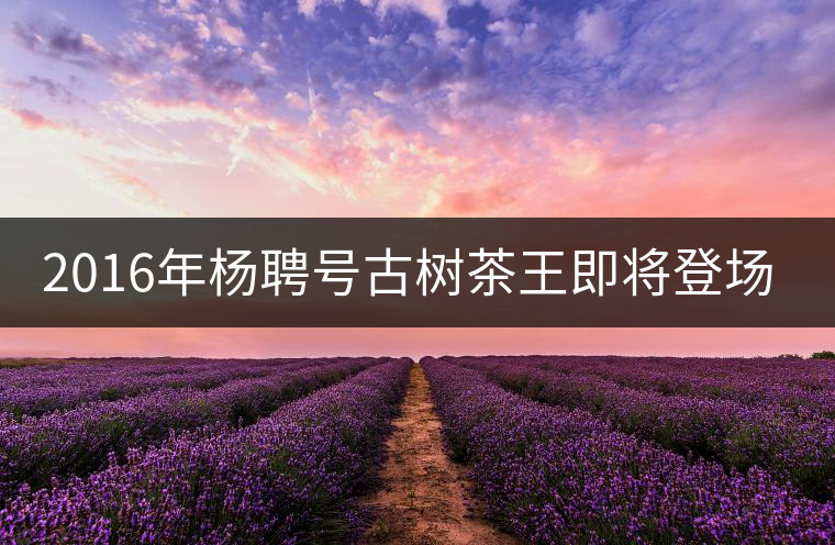 2016年楊聘號古樹茶王即將登場！
