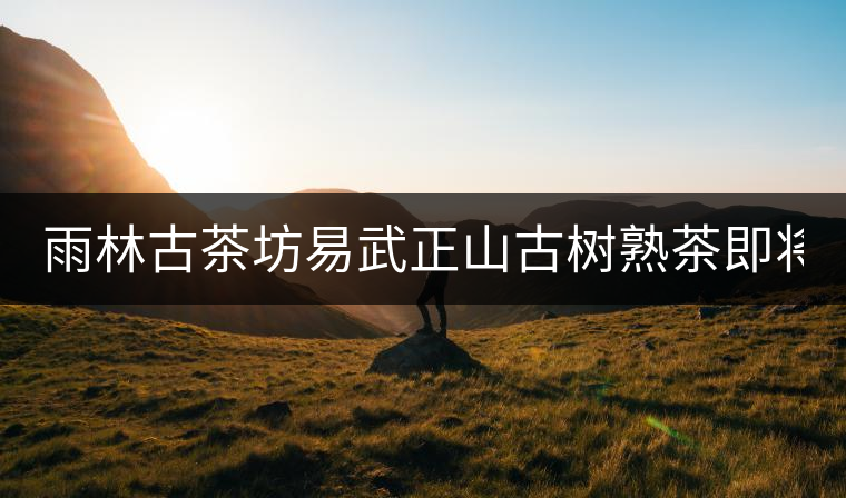 雨林古茶坊易武正山古樹熟茶即將上市！