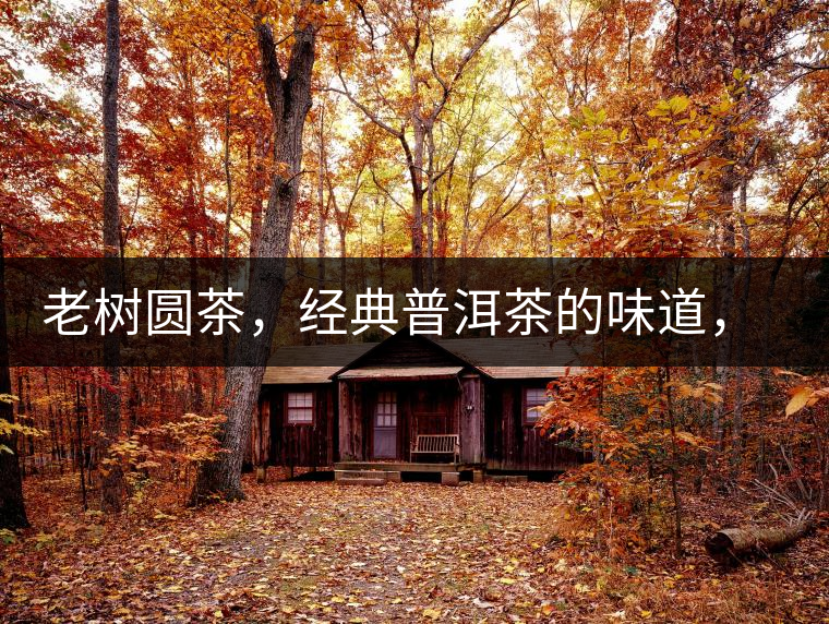 老樹圓茶，經(jīng)典普洱茶的味道，即將上市