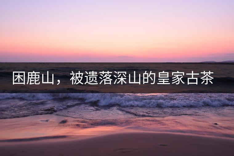 困鹿山，被遺落深山的皇家古茶園