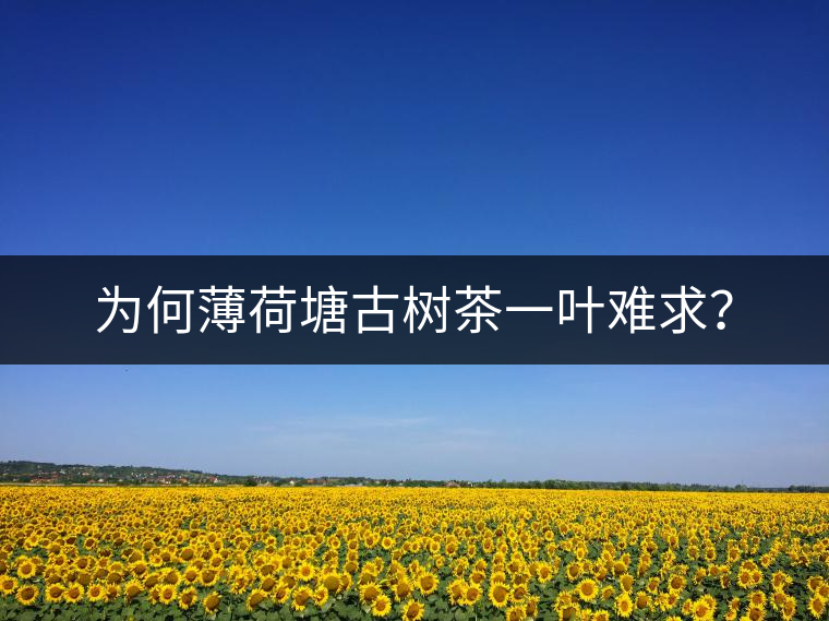 為何薄荷塘古樹茶一葉難求？