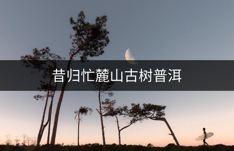 昔歸忙麓山古樹(shù)普洱