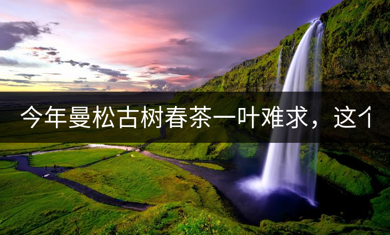 今年曼松古樹春茶一葉難求，這個鍋真不該茶商背!