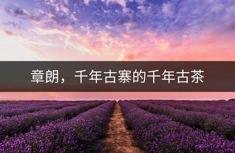 章朗，千年古寨的千年古茶