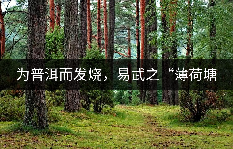 為普洱而發(fā)燒，易武之“薄荷塘