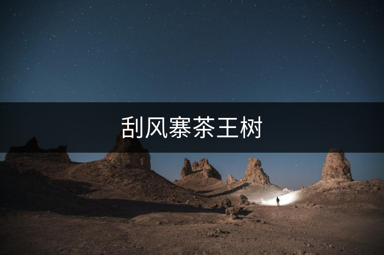 刮風(fēng)寨茶王樹(shù)
