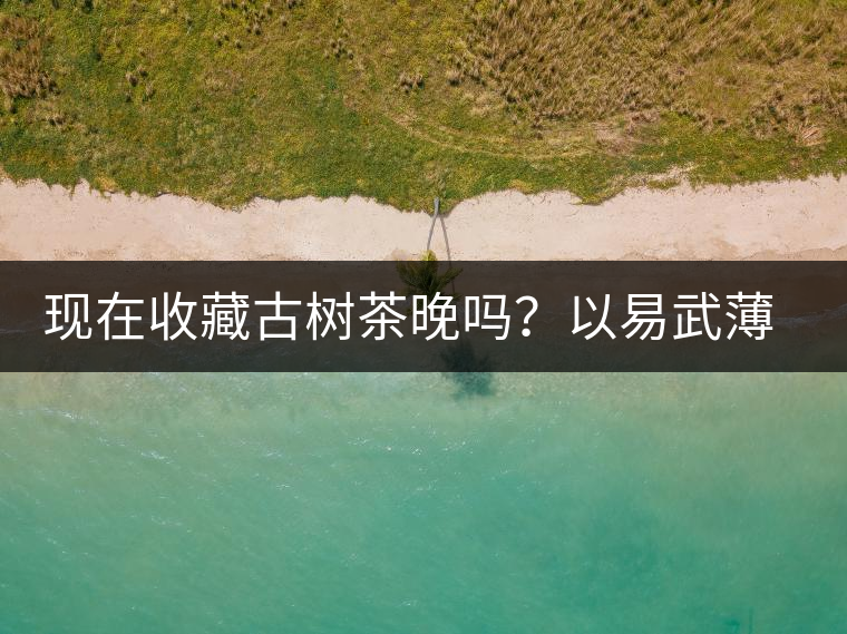 現(xiàn)在收藏古樹茶晚嗎？以易武薄荷塘古樹茶為例