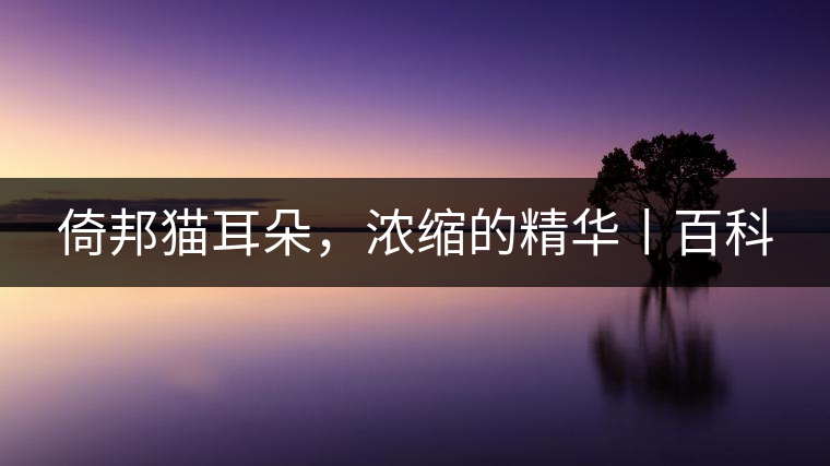 倚邦貓耳朵，濃縮的精華丨百科