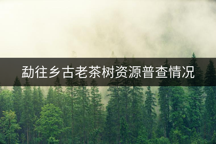 勐往鄉(xiāng)古老茶樹資源普查情況