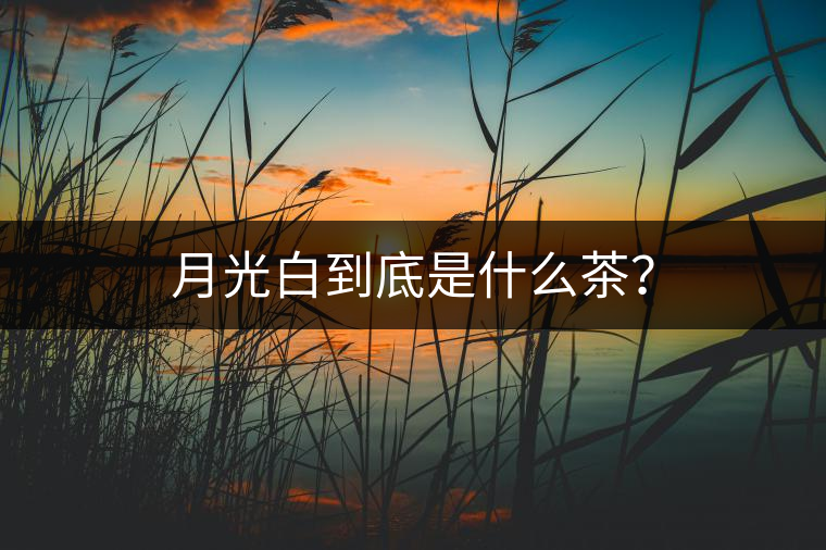 月光白到底是什么茶？