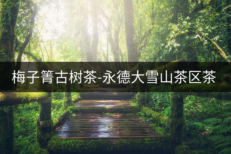 梅子箐古樹茶-永德大雪山茶區(qū)茶山資料介紹