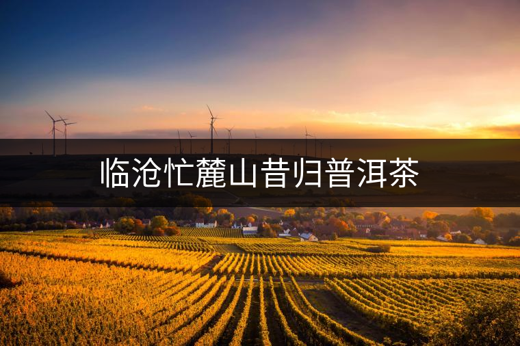 臨滄忙麓山昔歸普洱茶