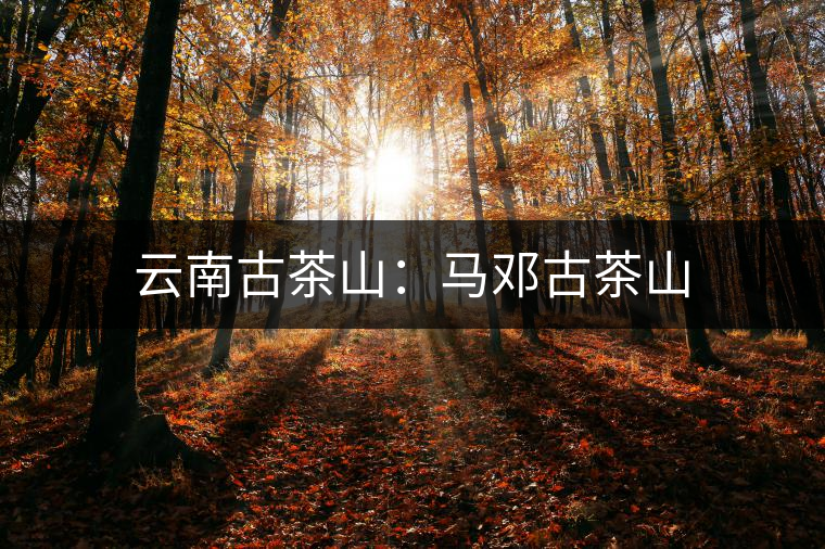 云南古茶山：馬鄧古茶山