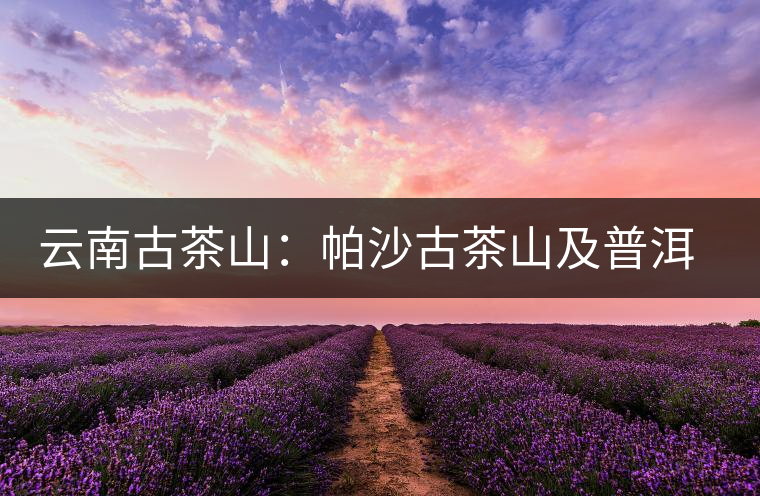 云南古茶山:帕沙古茶山及普洱茶口感特點 云南古茶山:帕沙古茶山及普洱茶口感特點