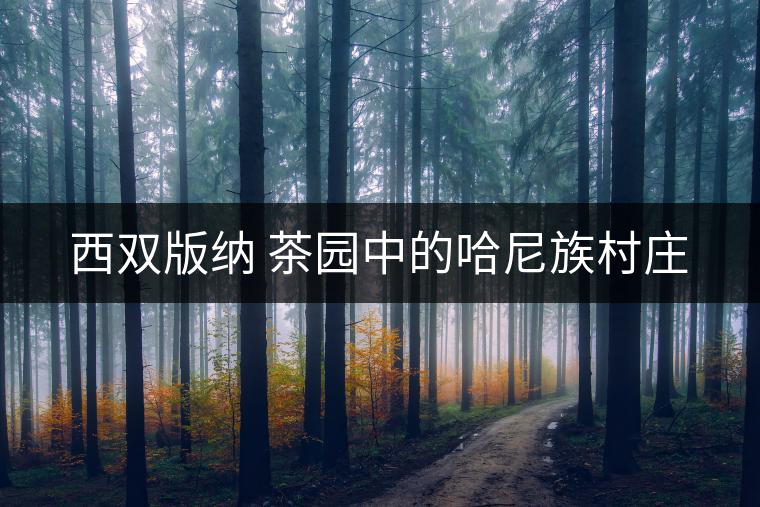 西雙版納 茶園中的哈尼族村莊 西雙版納 茶園中的哈尼族村莊