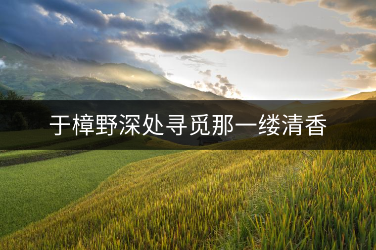 于樟野深處尋覓那一縷清香 于樟野深處尋覓那一縷清香