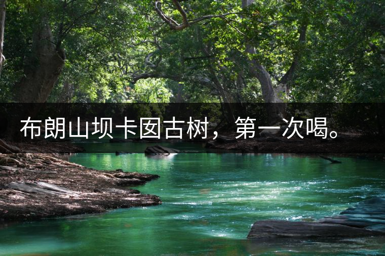 布朗山壩卡囡古樹，第一次喝。感覺不錯，這茶不苦