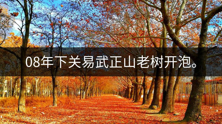 08年下關(guān)易武正山老樹開泡。