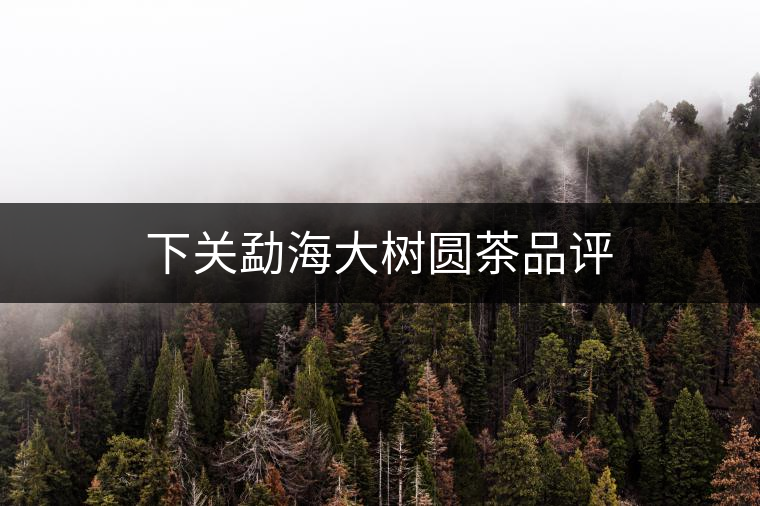 下關勐海大樹圓茶品評