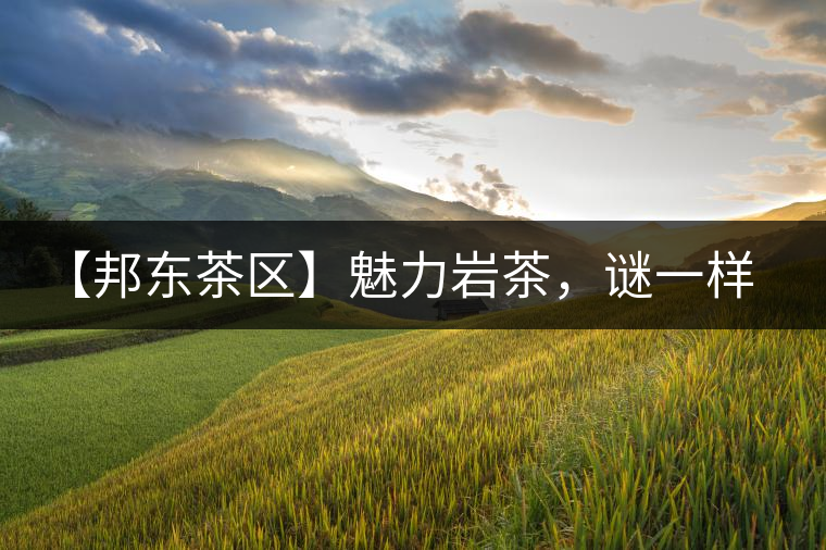 【邦東茶區(qū)】魅力巖茶，謎一樣的邦東！