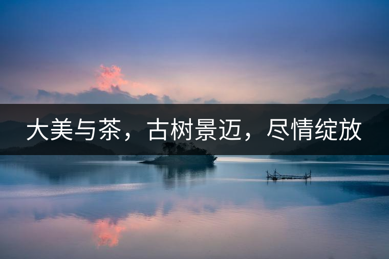 大美與茶，古樹(shù)景邁，盡情綻放