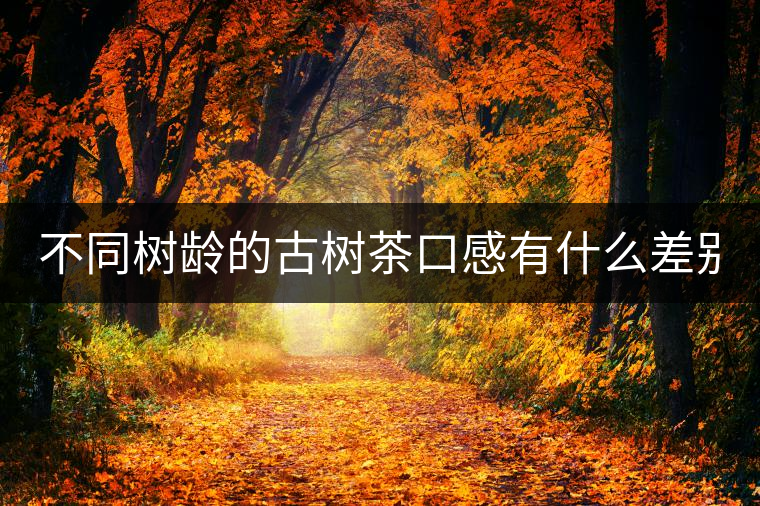 不同樹齡的古樹茶口感有什么差別？