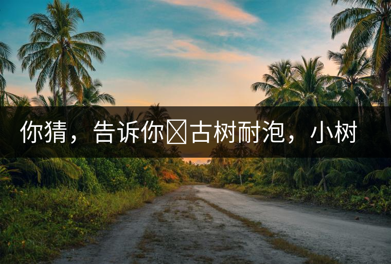 你猜，告訴你?古樹耐泡，小樹、臺(tái)地不耐泡都是什么心理？