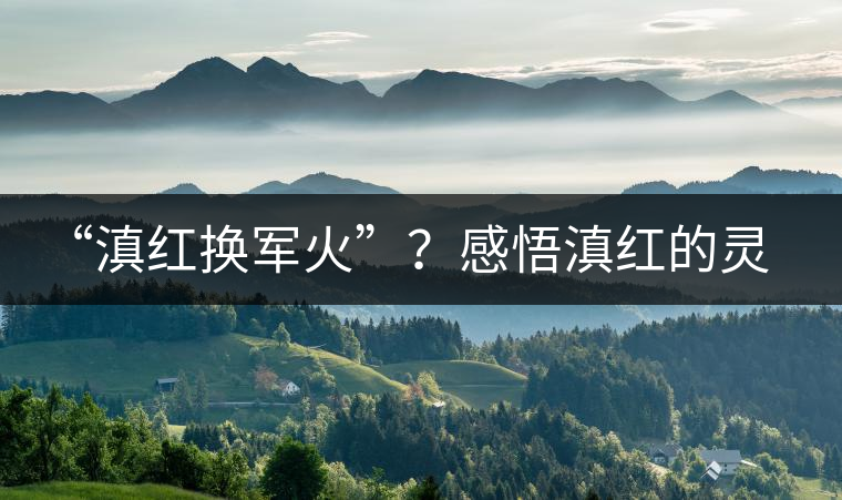 “滇紅換軍火”？感悟滇紅的靈與性！