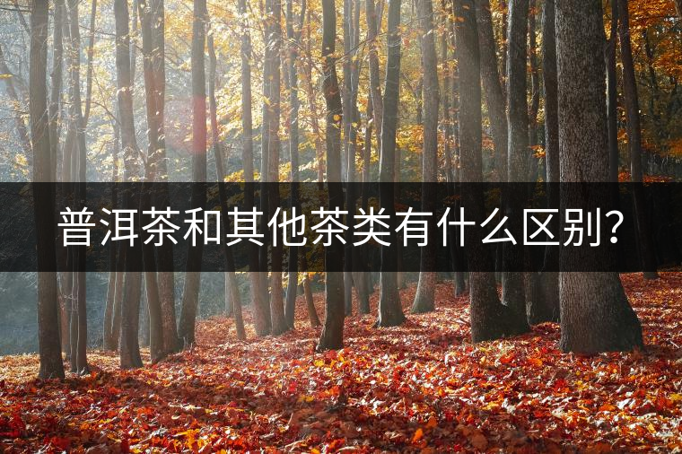 普洱茶和其他茶類有什么區(qū)別？