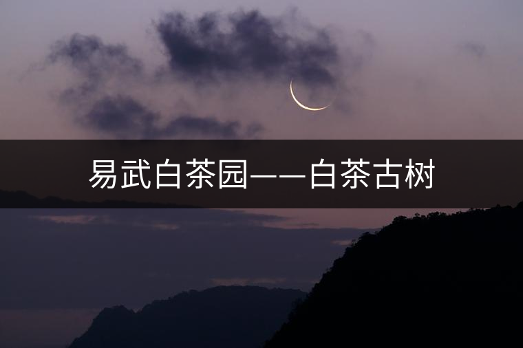 易武白茶園——白茶古樹