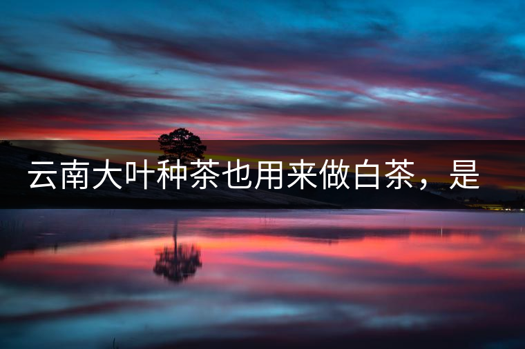 云南大葉種茶也用來(lái)做白茶，是真的好喝嗎？