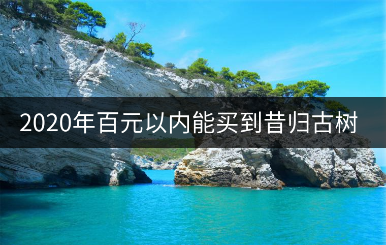 2020年百元以內(nèi)能買到昔歸古樹嗎？