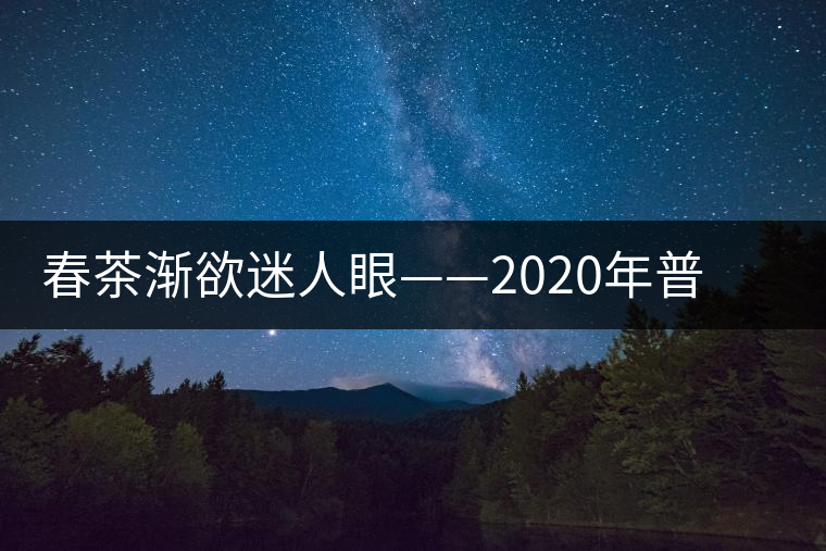春茶漸欲迷人眼——2020年普洱春茶上市，可別買假了