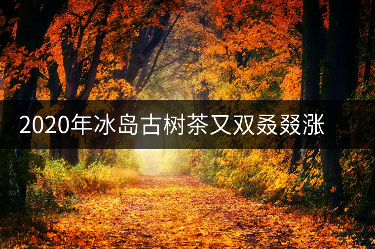 2020年冰島古樹茶又雙叒叕漲價了，今年的普洱春茶準(zhǔn)備你下手嗎