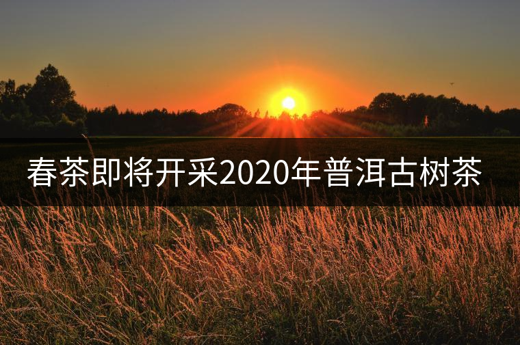 春茶即將開(kāi)采2020年普洱古樹(shù)茶資源奉獻(xiàn)