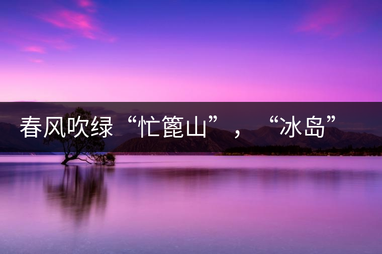 春風(fēng)吹綠“忙篦山”，“冰島”“老寨”春茶香