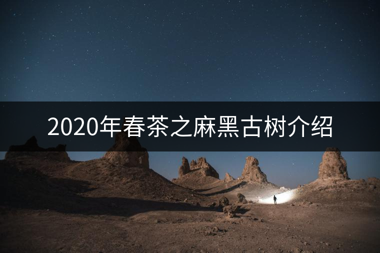 2020年春茶之麻黑古樹介紹