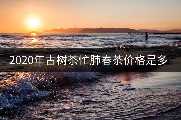 2020年古樹茶忙肺春茶價格是多少？