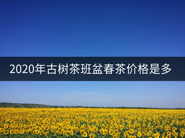 2020年古樹茶班盆春茶價(jià)格是多少？