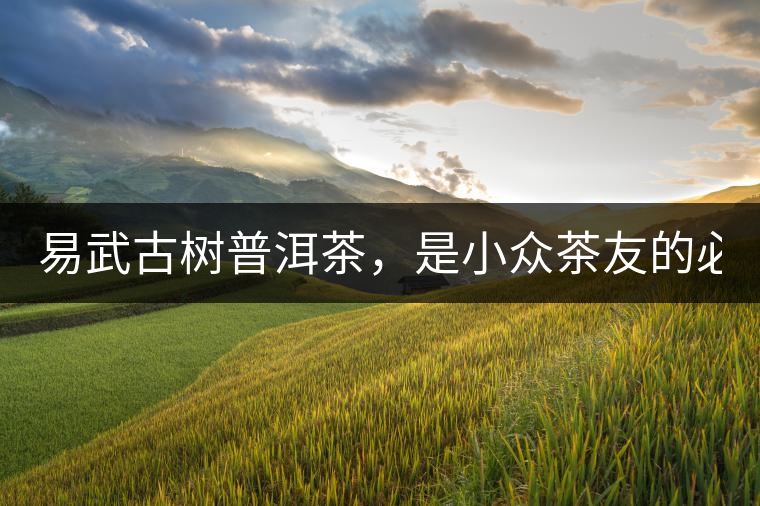 易武古樹普洱茶，是小眾茶友的必選？