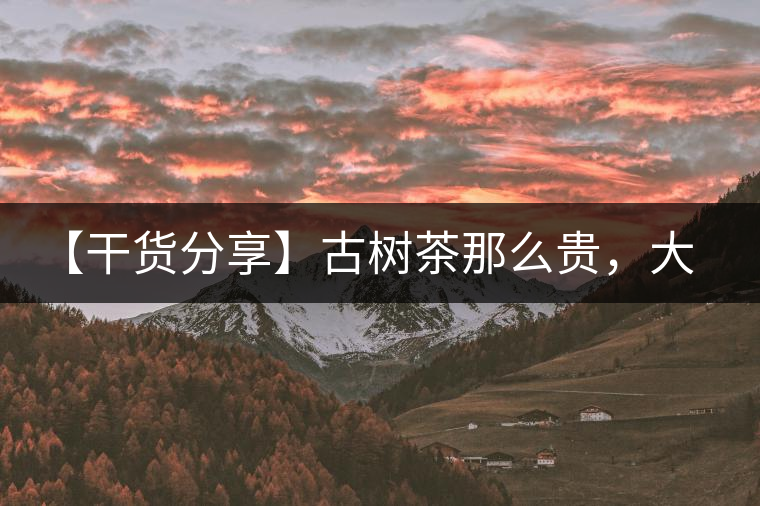 【干貨分享】古樹茶那么貴，大家為什么還在瘋狂追求？