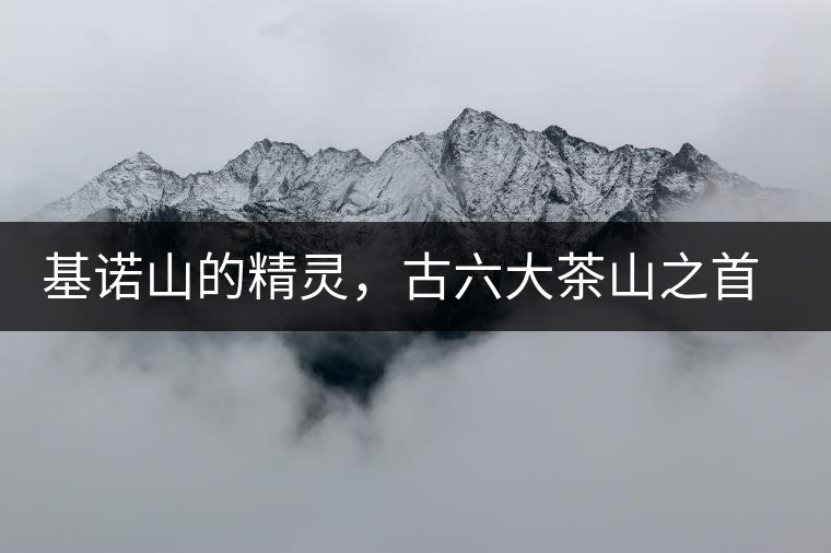 基諾山的精靈，古六大茶山之首武侯遺種攸樂(lè)古樹(shù)茶