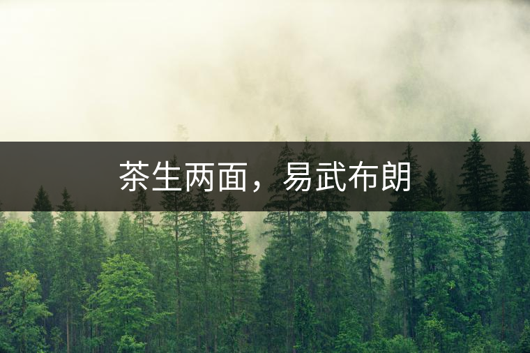 茶生兩面，易武布朗