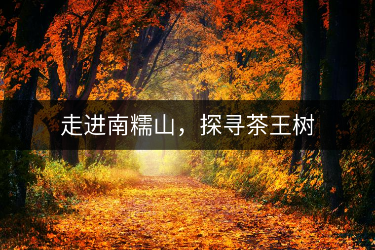 走進(jìn)南糯山，探尋茶王樹(shù)