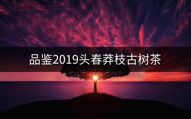 品鑒2019頭春莽枝古樹(shù)茶