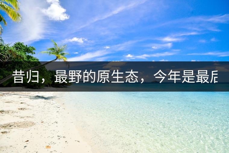 昔歸，最野的原生態(tài)，今年是最后一年了！