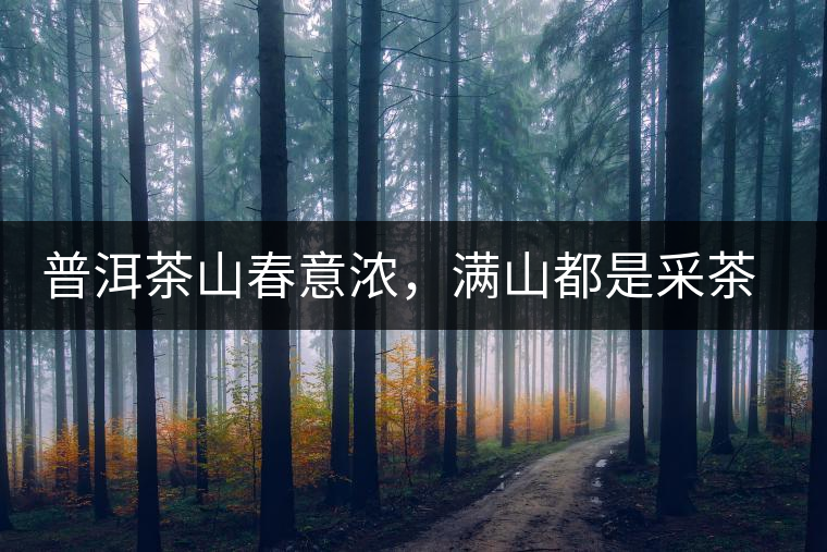 普洱茶山春意濃，滿山都是采茶人